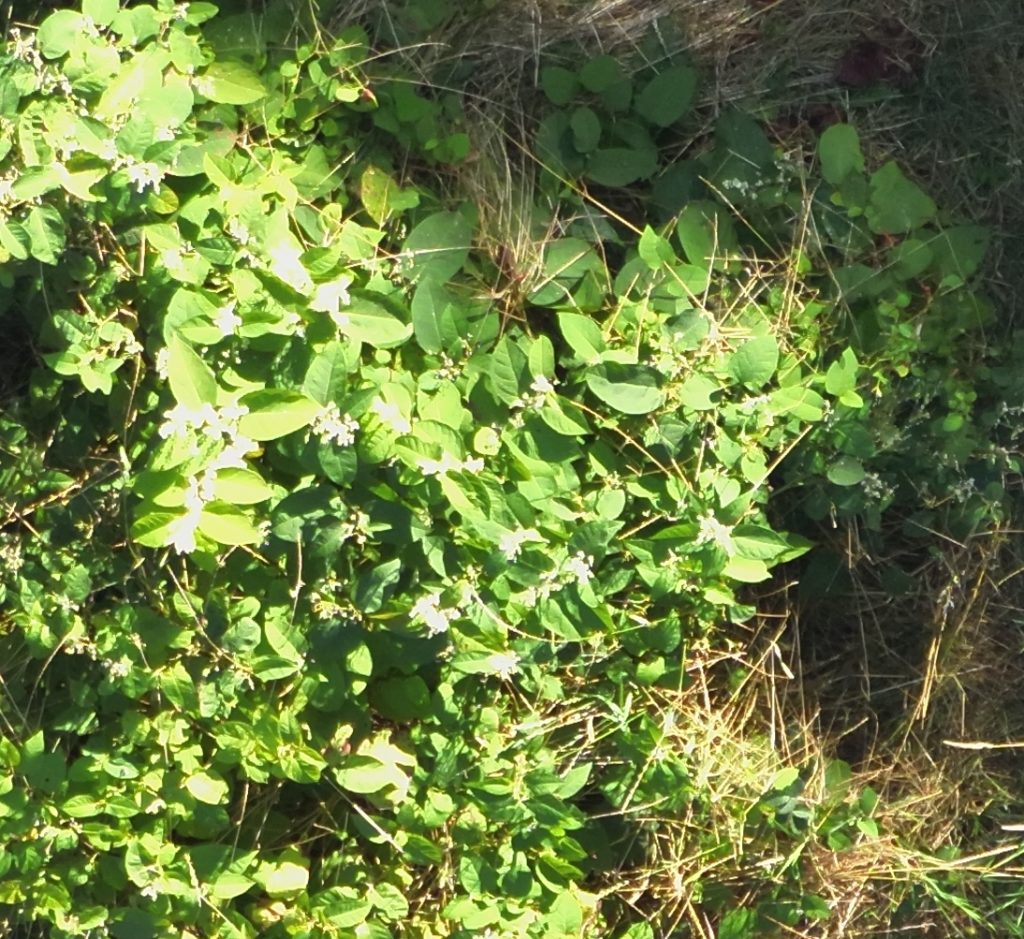 knotweed - Blue Skies Drones knotweed