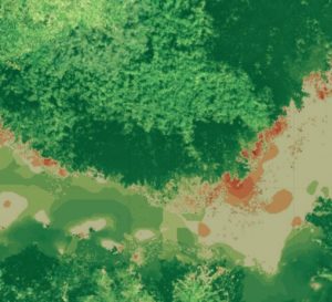 Knotweed close in - Blue Skies Drones Knotweed NDVI
